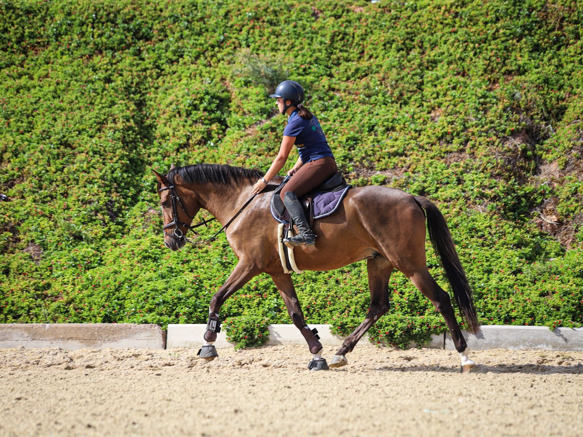 horse